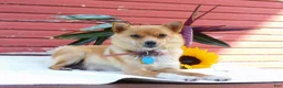 Mixed Breed dogs for sale: Jaxon - Ad 6