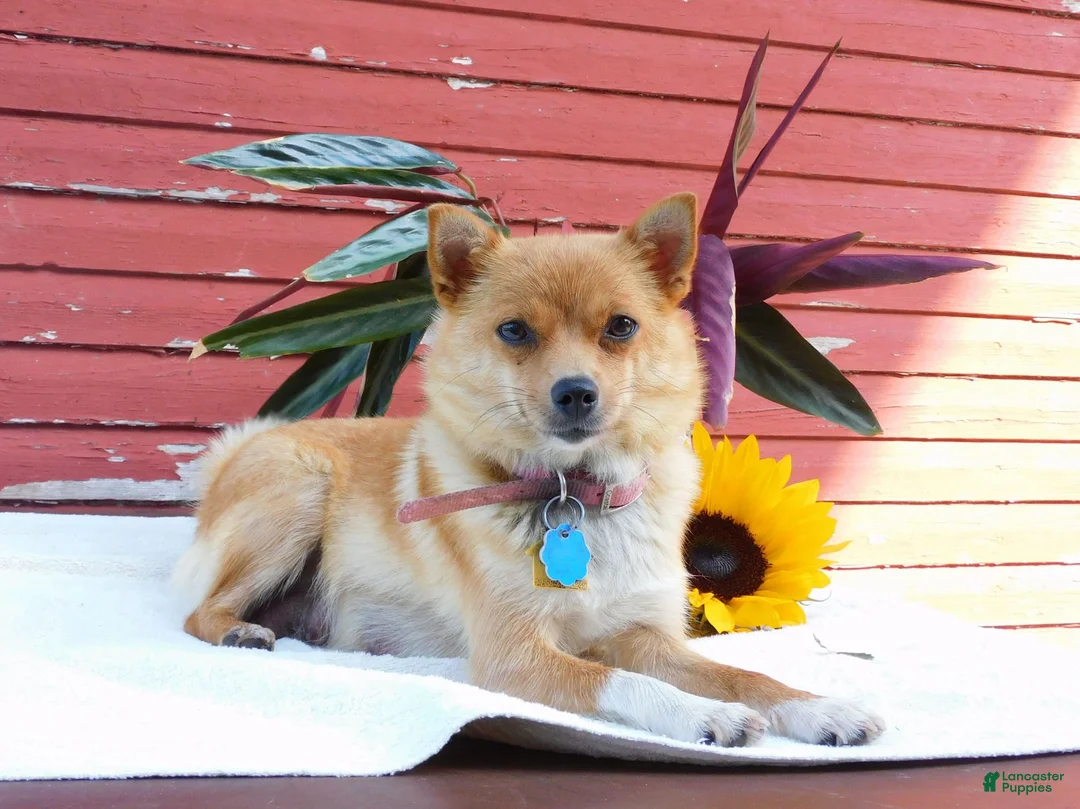 Mixed Breed dogs for sale: Jaxon - Ad 6