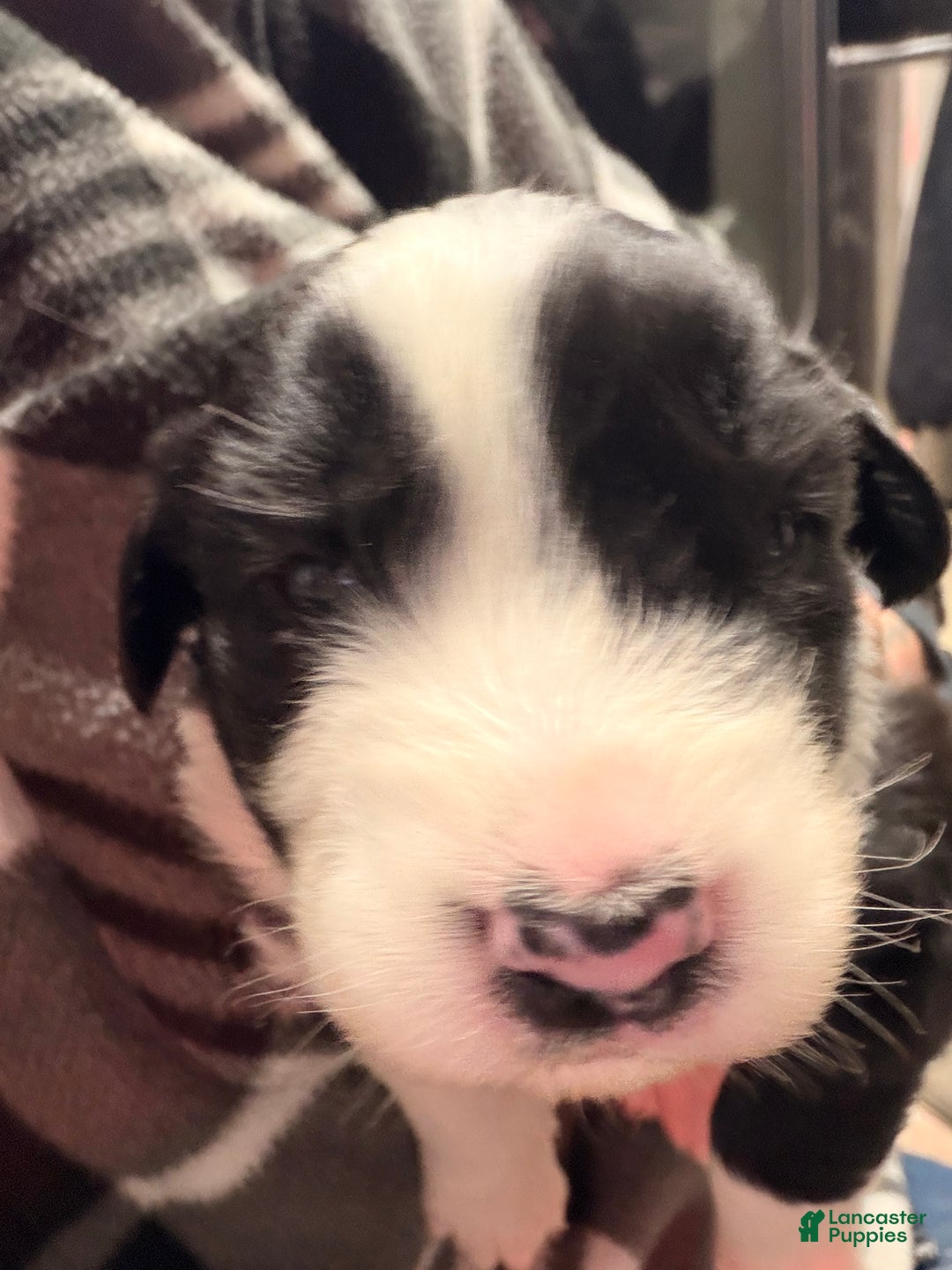 Australian Shepherd dogs for sale: Australian Shepherd Puppy- Nico  - Ad 5