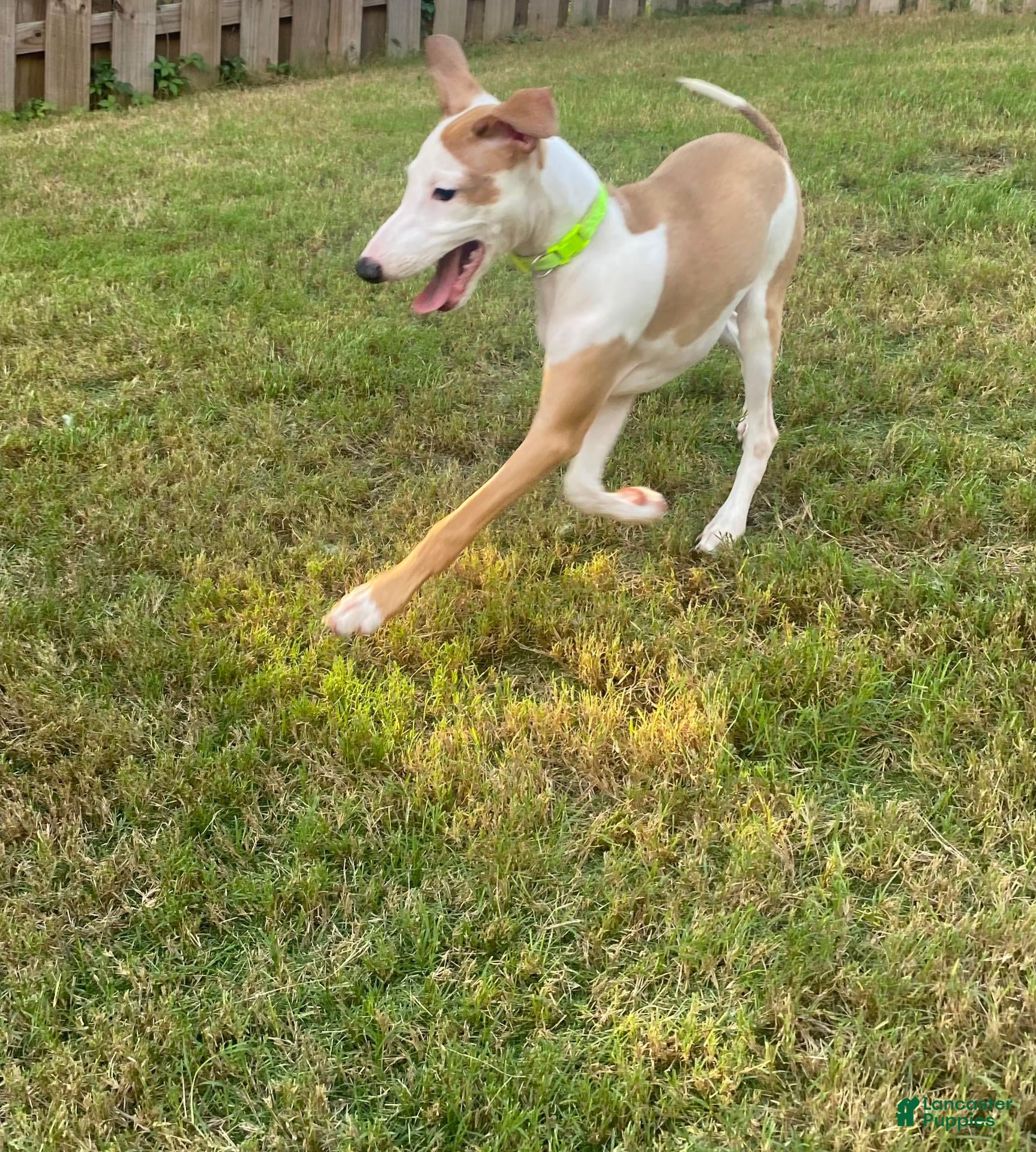 Italian Greyhound dogs Mr green - Ad 2
