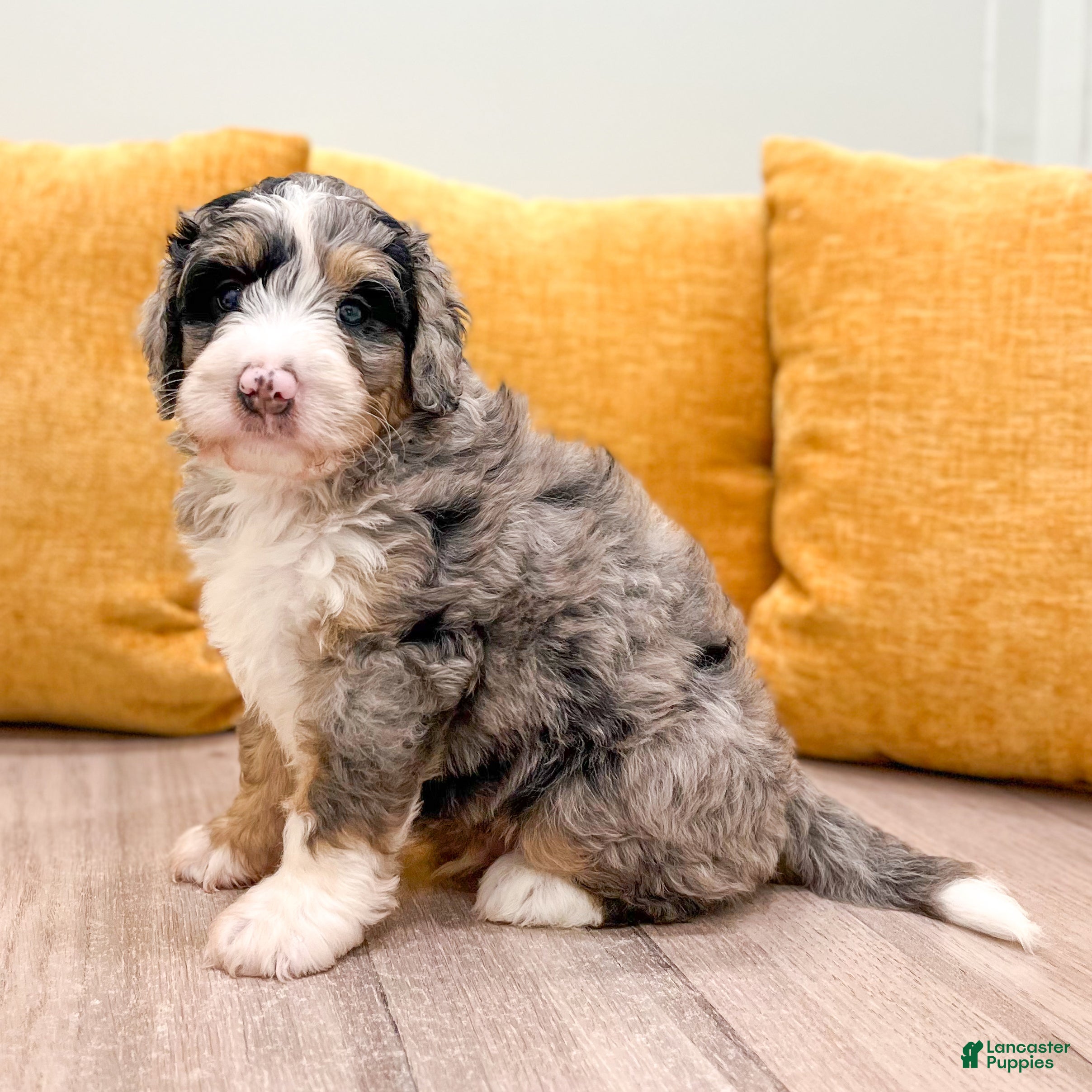 Mini Bernedoodle dogs Aspen - Ad 1