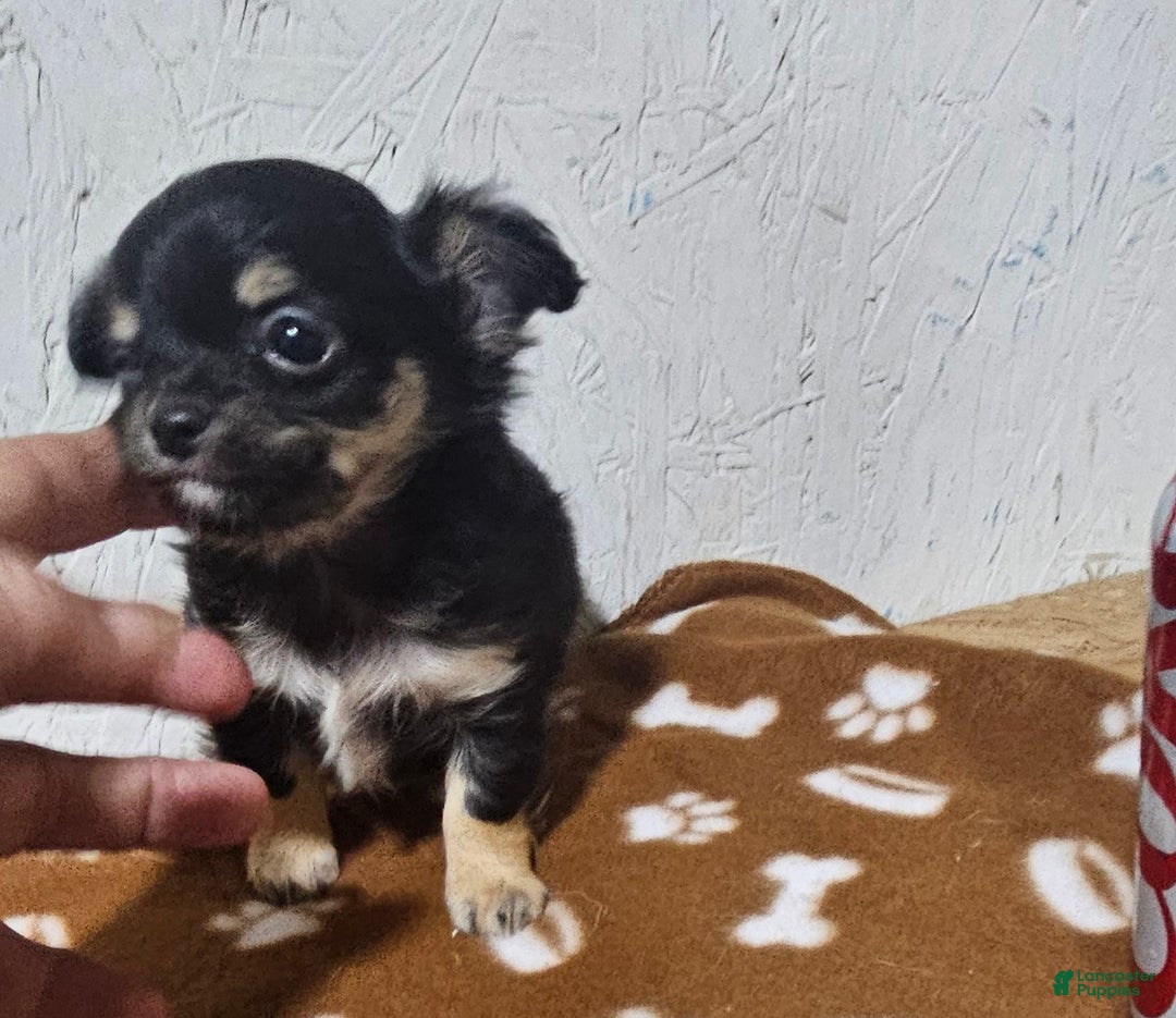 Chihuahua dogs for sale: Fredrick - Ad 2