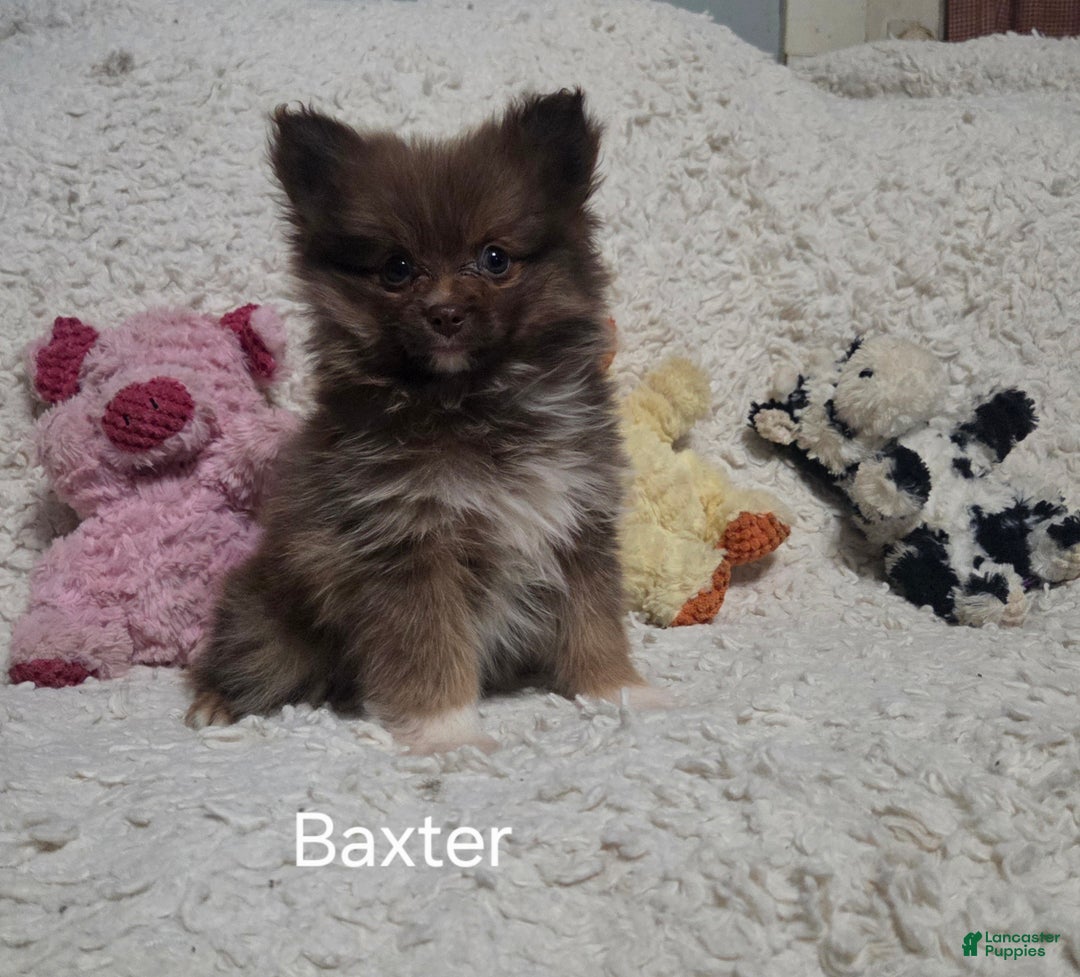 Pomeranian dogs for sale: Baxter - Ad 3