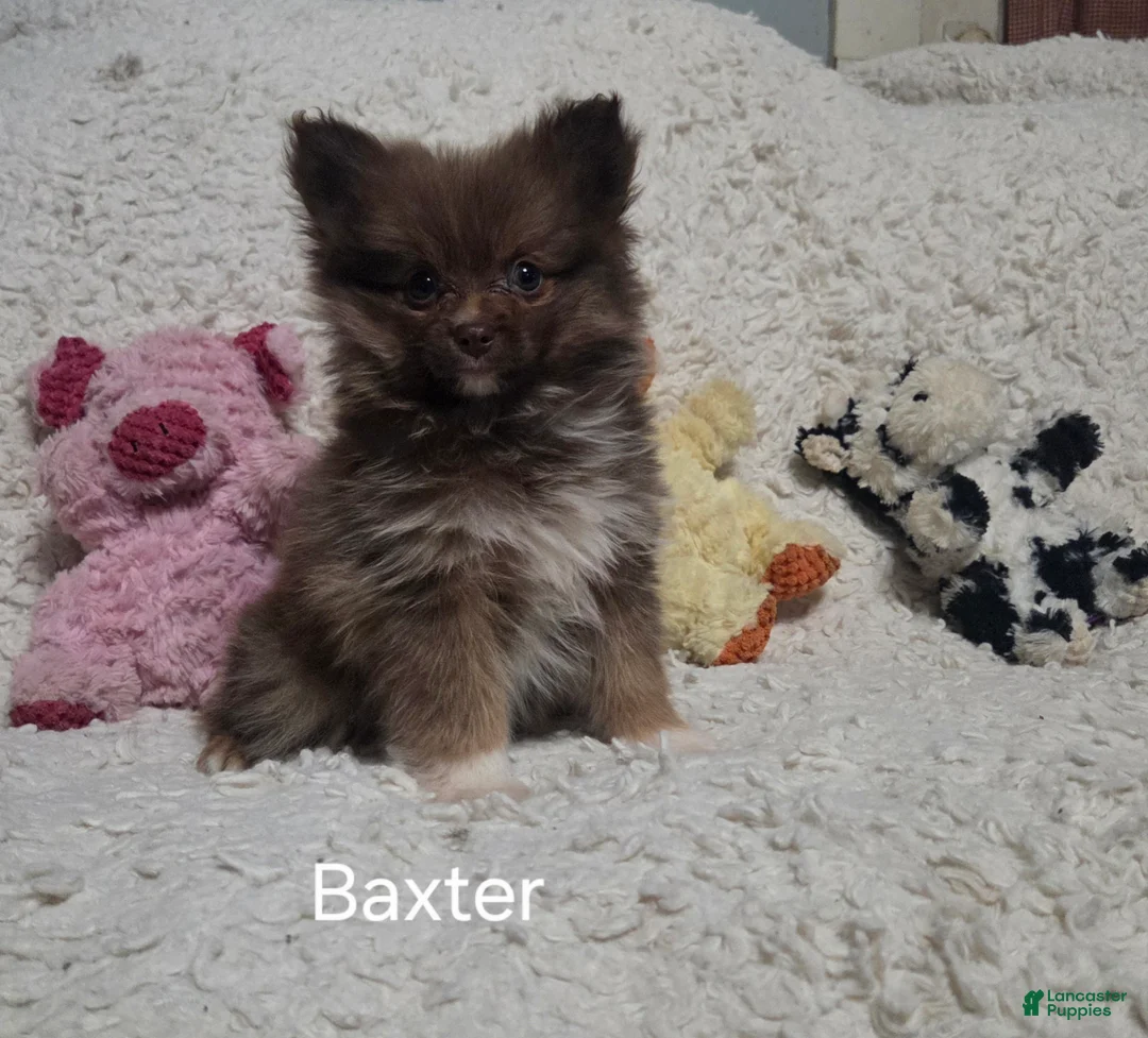 Pomeranian dogs for sale: Baxter - Ad 6
