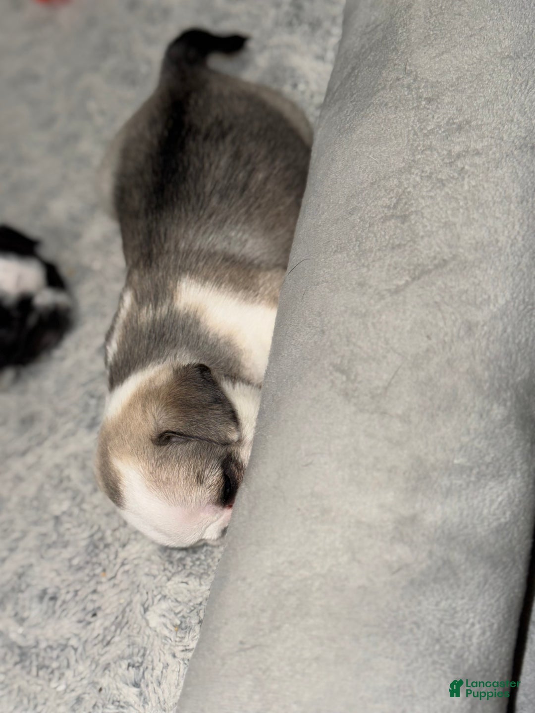 Pug dogs for sale: Luna  - Ad 2