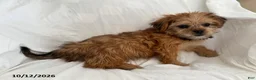Shorkie dogs for sale: Liz - Ad 3