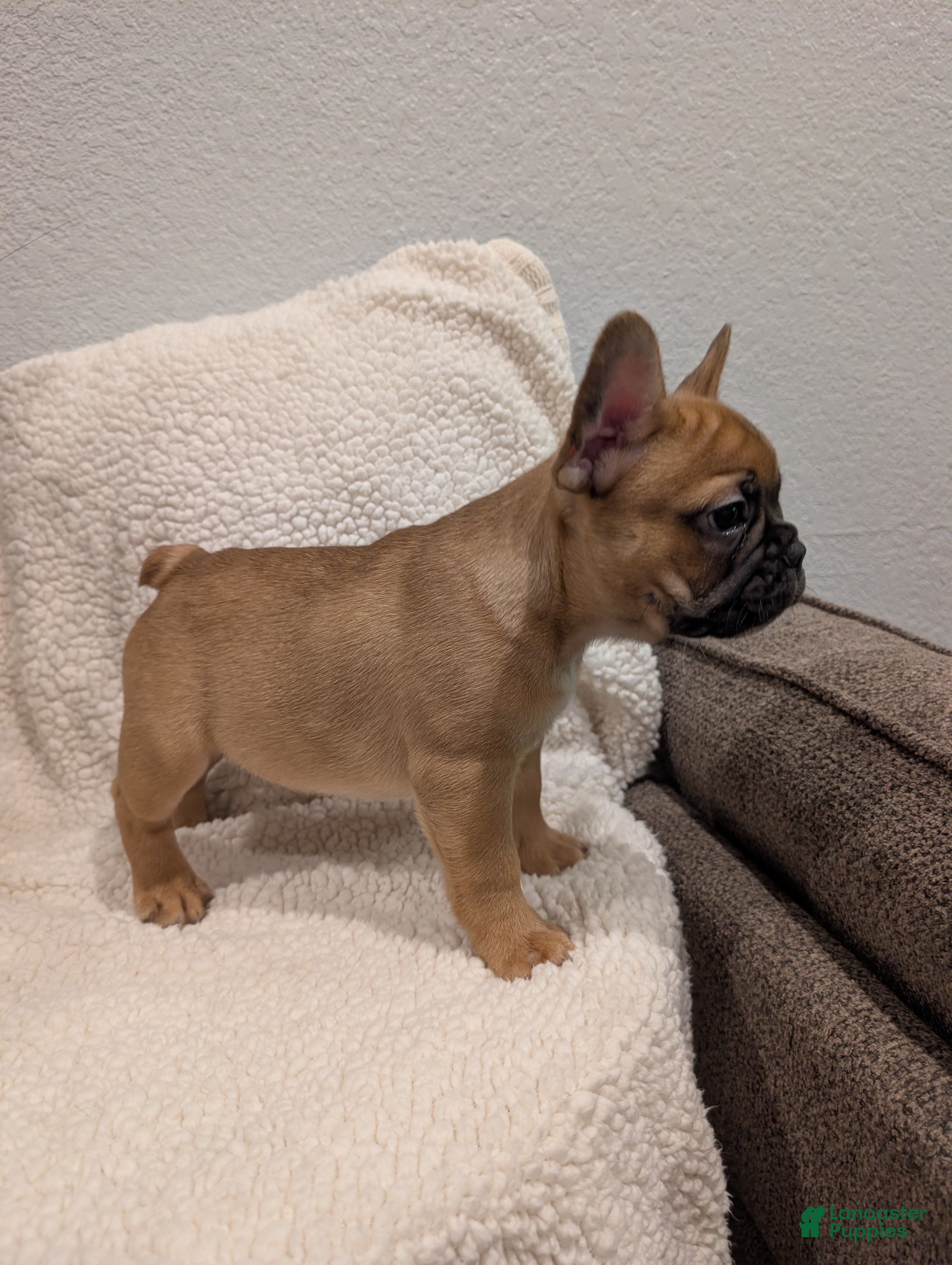 French Bulldog dogs for sale: French Bulldog Boy #1 - Ad 4