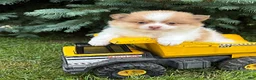 Pomeranian dogs for sale: Kipp - Ad 1