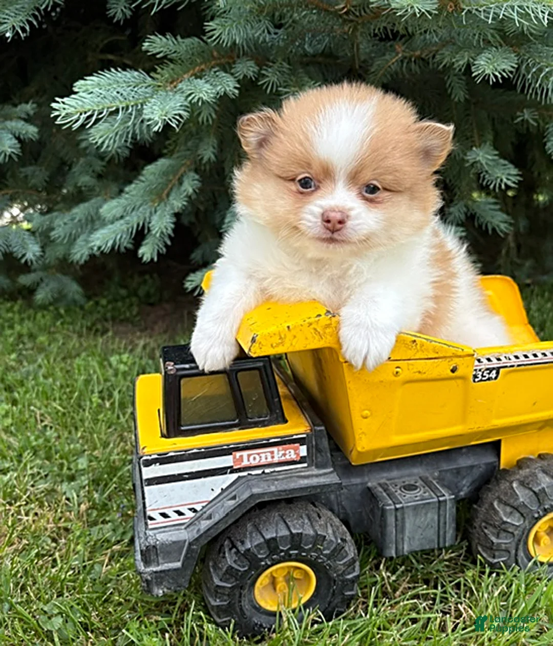 Pomeranian dogs for sale: Kipp - Ad 1