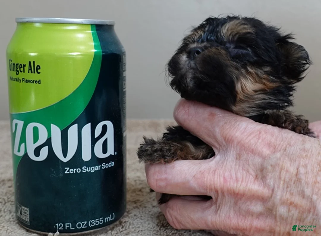 Maltipoo dogs for sale: Aurora - Ad 8