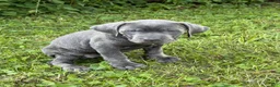 Cane Corso dogs for sale: Cane Corso 4 - Ad 8