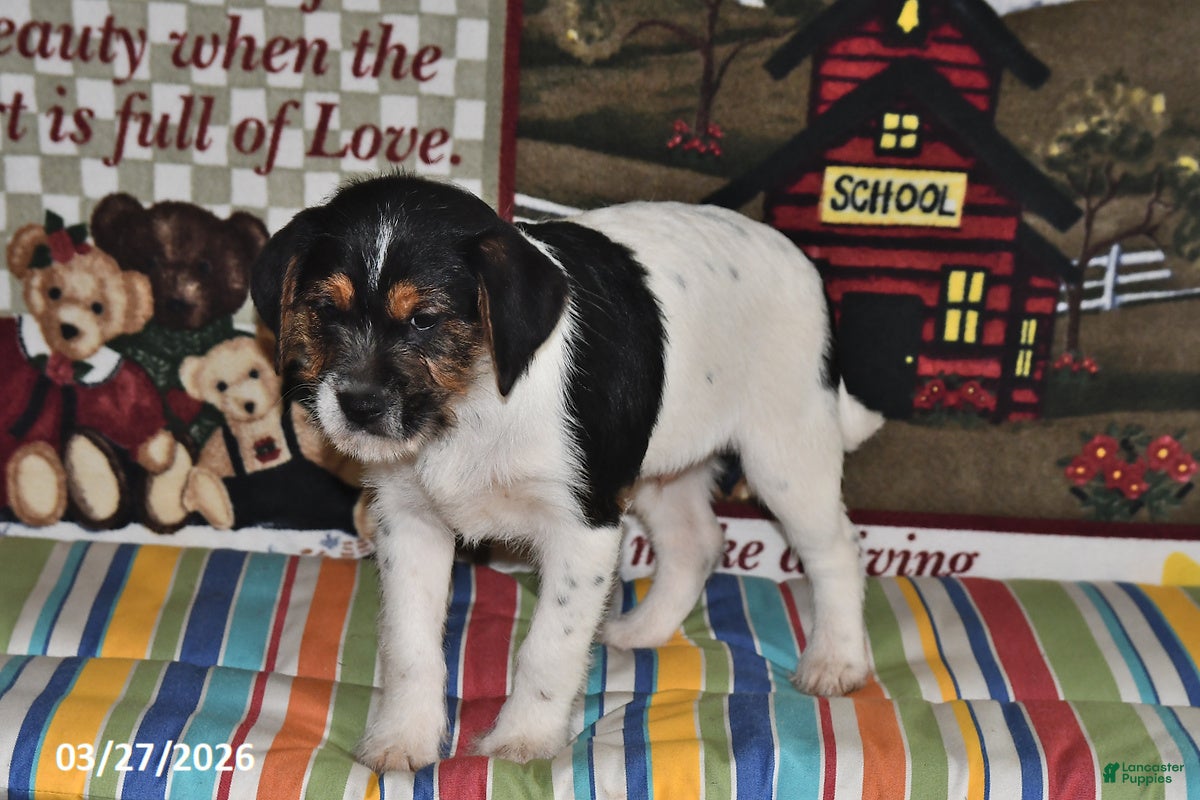 Mixed Breed dogs Ace - Ad 2