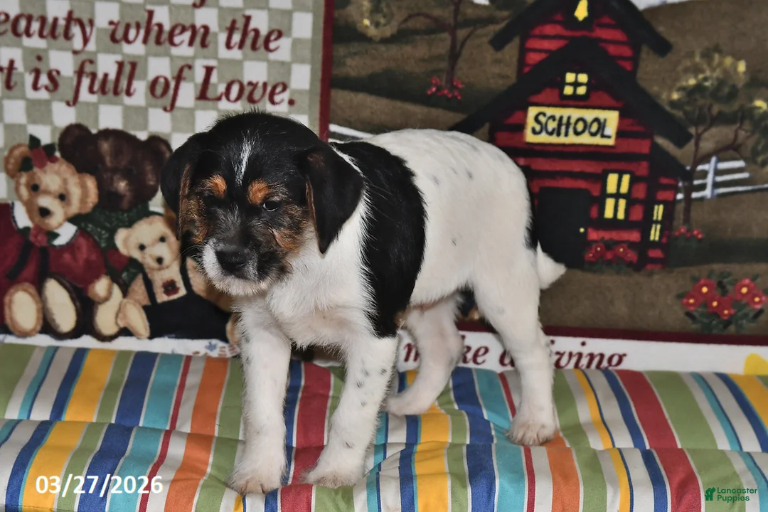 Mixed Breed dogs for sale: Ace - Ad 2