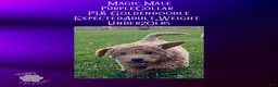 Goldendoodle dogs for sale: Magic “Purple Collar” Male - Ad 3