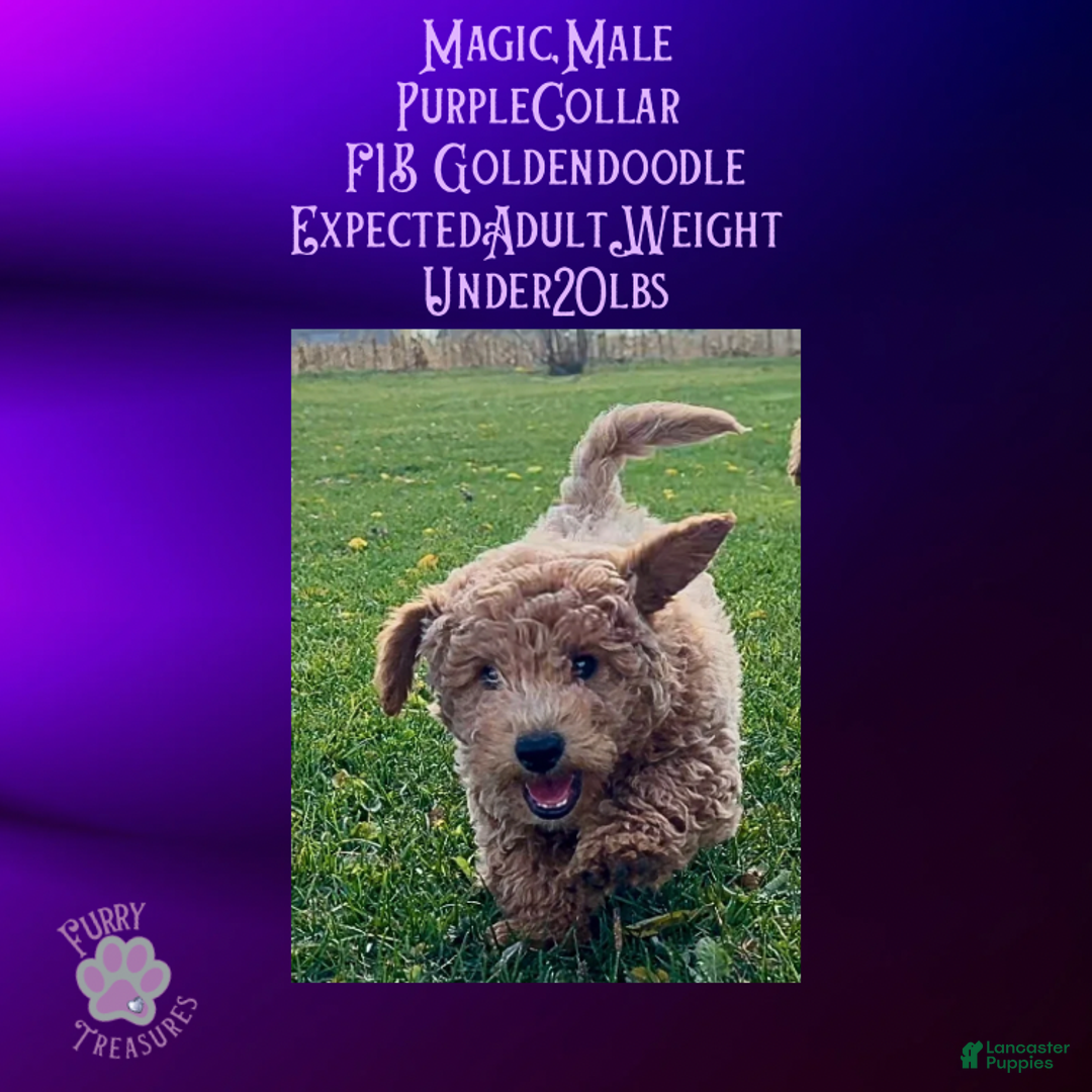 Goldendoodle dogs for sale: Magic “Purple Collar” Male - Ad 3