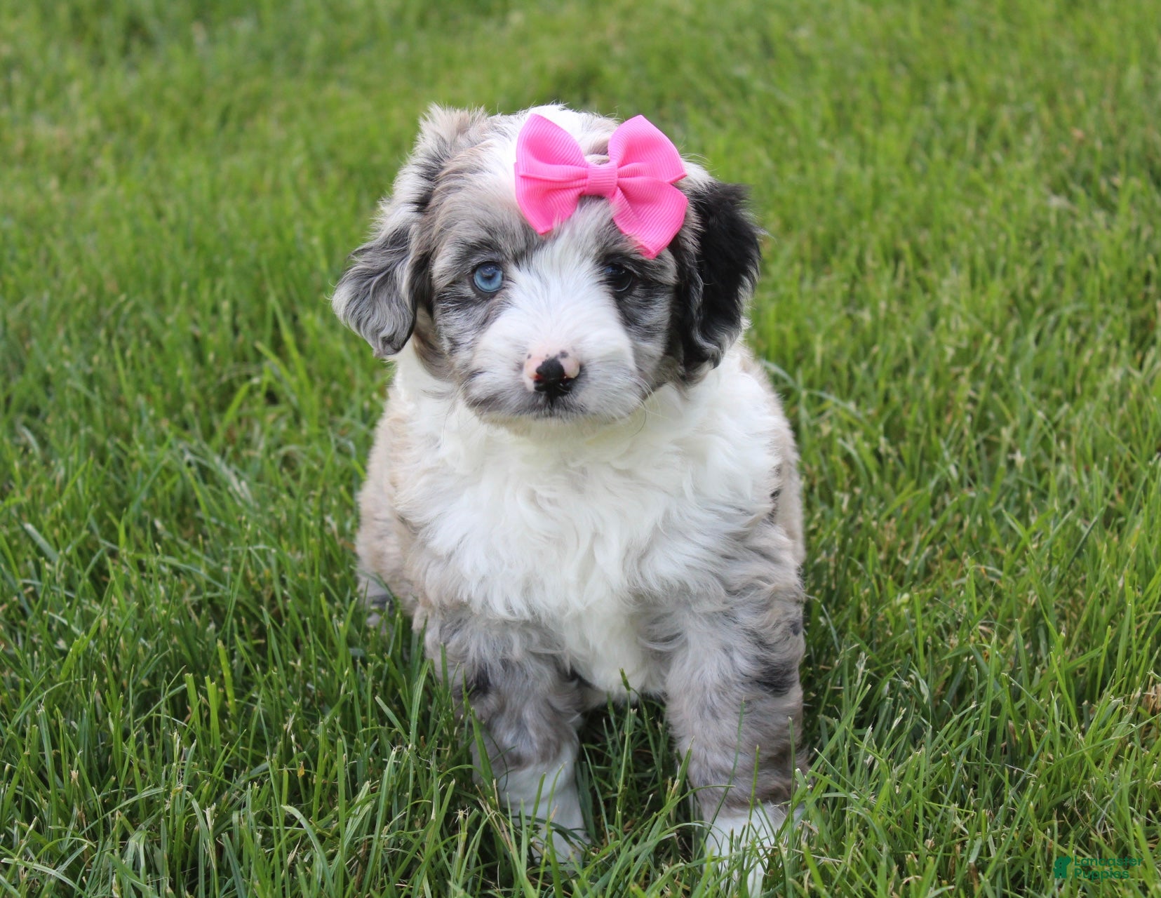 Mini Aussiedoodle dogs for sale: Jenna 🎀 - Ad 7