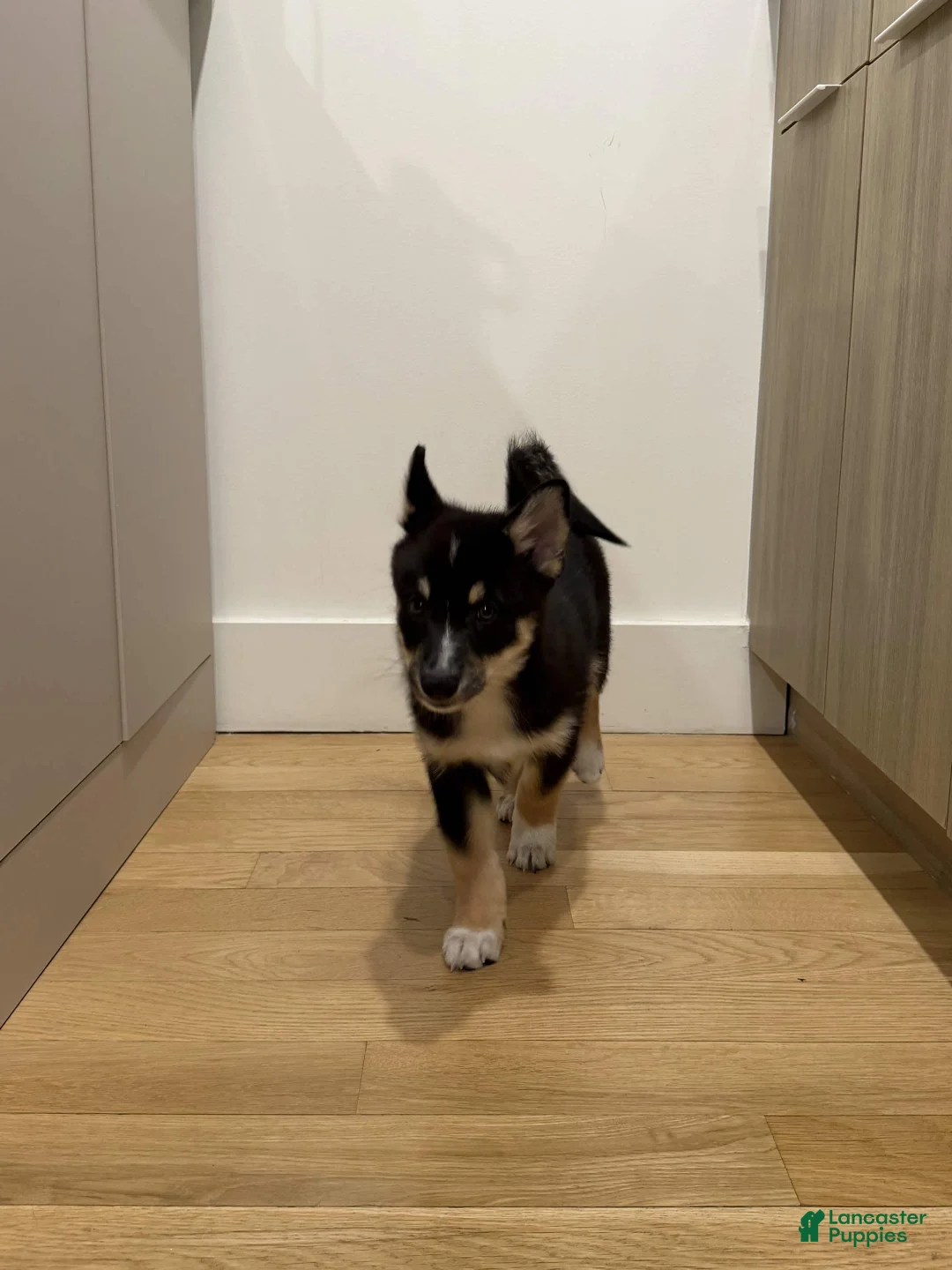 Pomsky dogs for sale: Troy - Ad 2