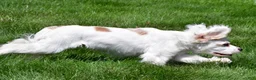 Cockapoo dogs for sale: cj - Ad 5