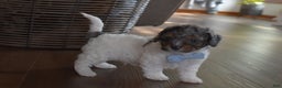 Cavachon dogs for sale: Nicholas  - Ad 1