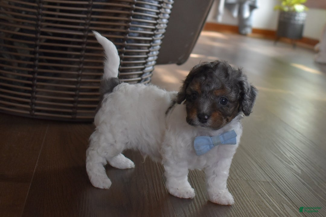 Cavachon dogs for sale: Nicholas  - Ad 1