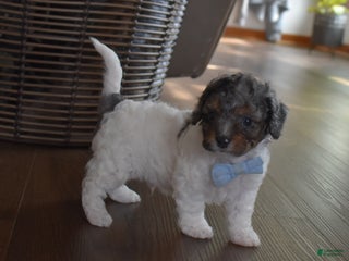 Cavachon dogs Nicholas - Ad 13