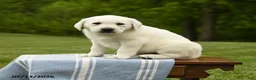 Labrador Retriever dogs for sale: Shavonne - Ad 4