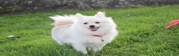 Pomeranian dogs for sale: Cooper  - Ad 4