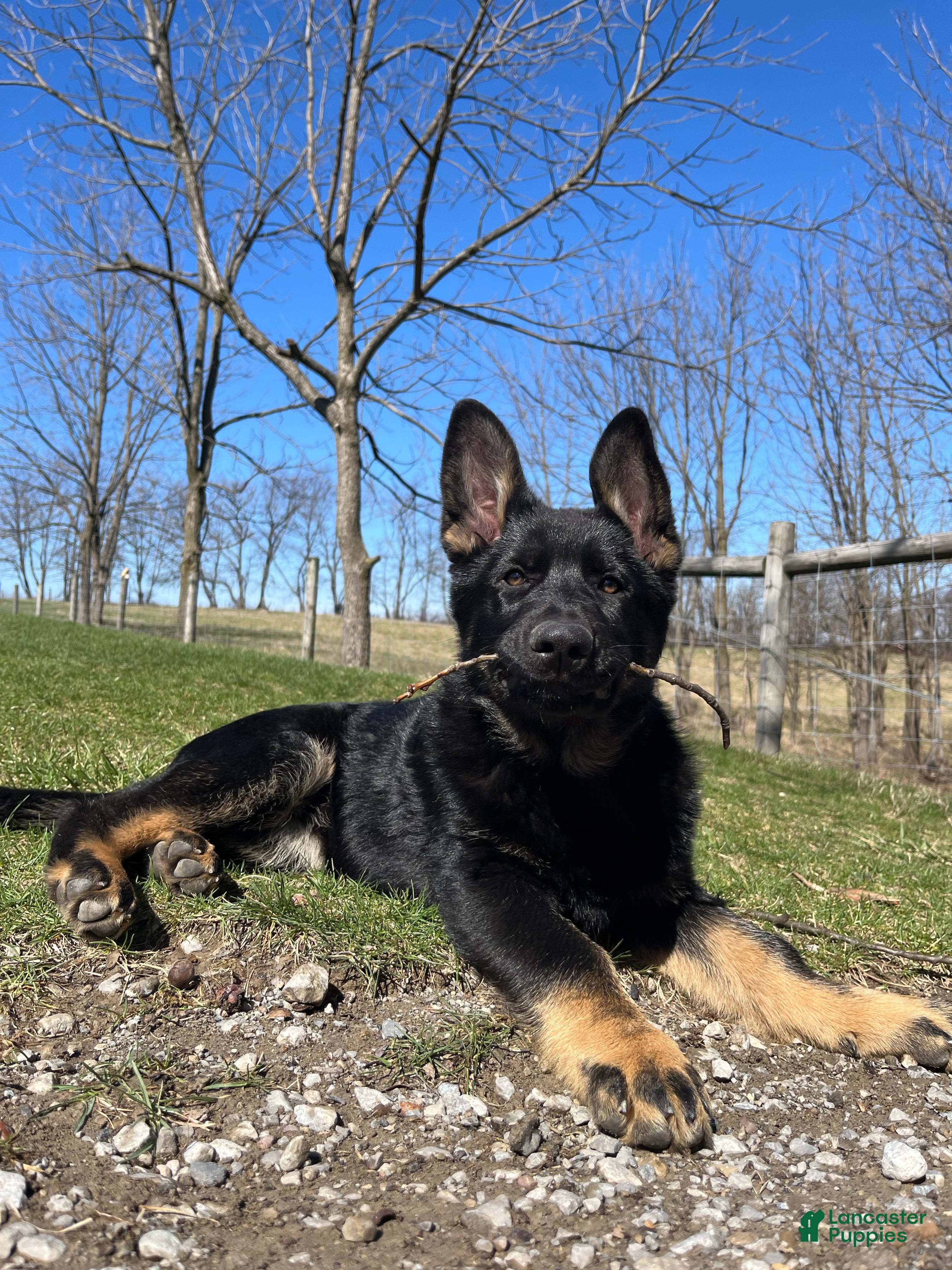 German Shepherd dogs Mavis - Ad 2