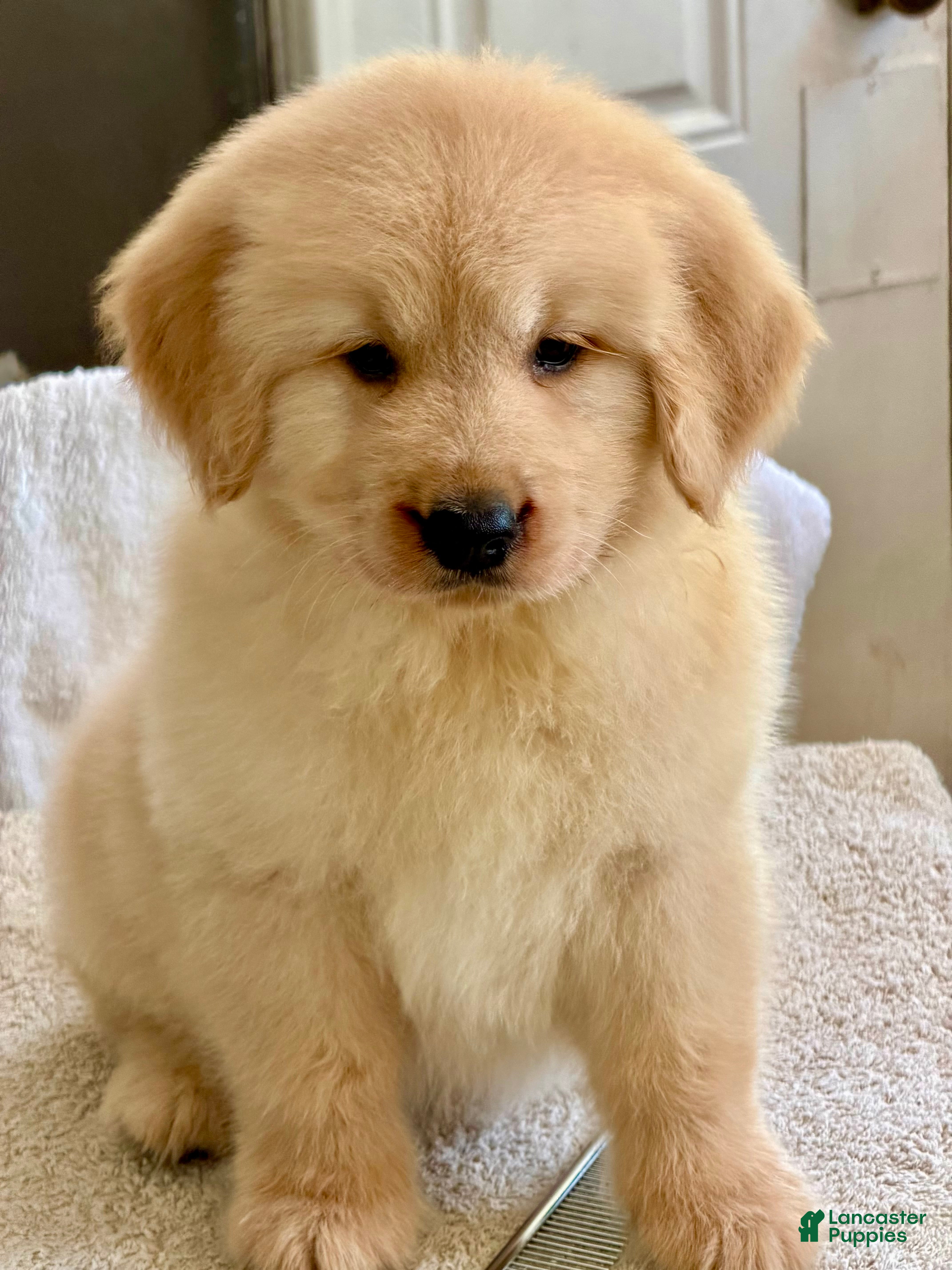 Golden Retriever dogs Golden Retriever 9 - Ad 1