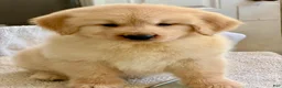 Golden Retriever dogs for sale: Golden Retriever 9 - Ad 1