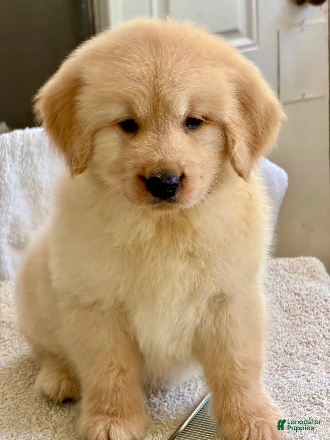Golden Retriever dogs for sale: Golden Retriever 9 - Ad 1