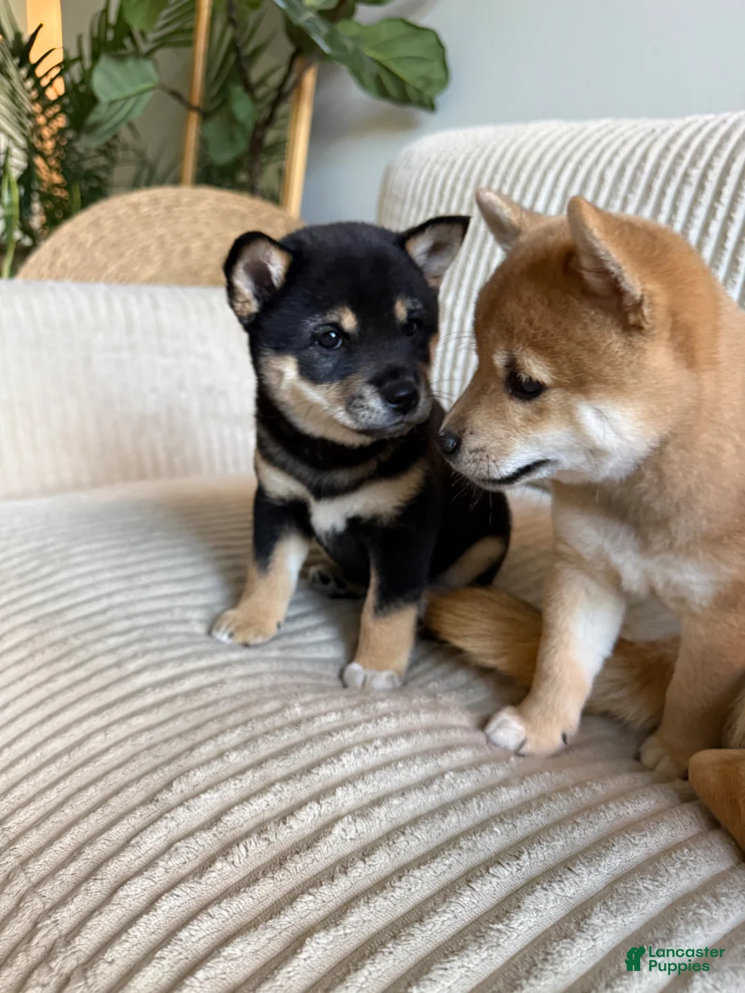 Shiba Inu dogs for sale: Ari - Ad 1
