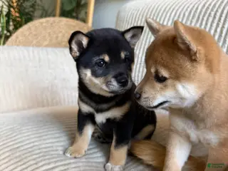 Shiba Inu dogs Ari - Ad 3