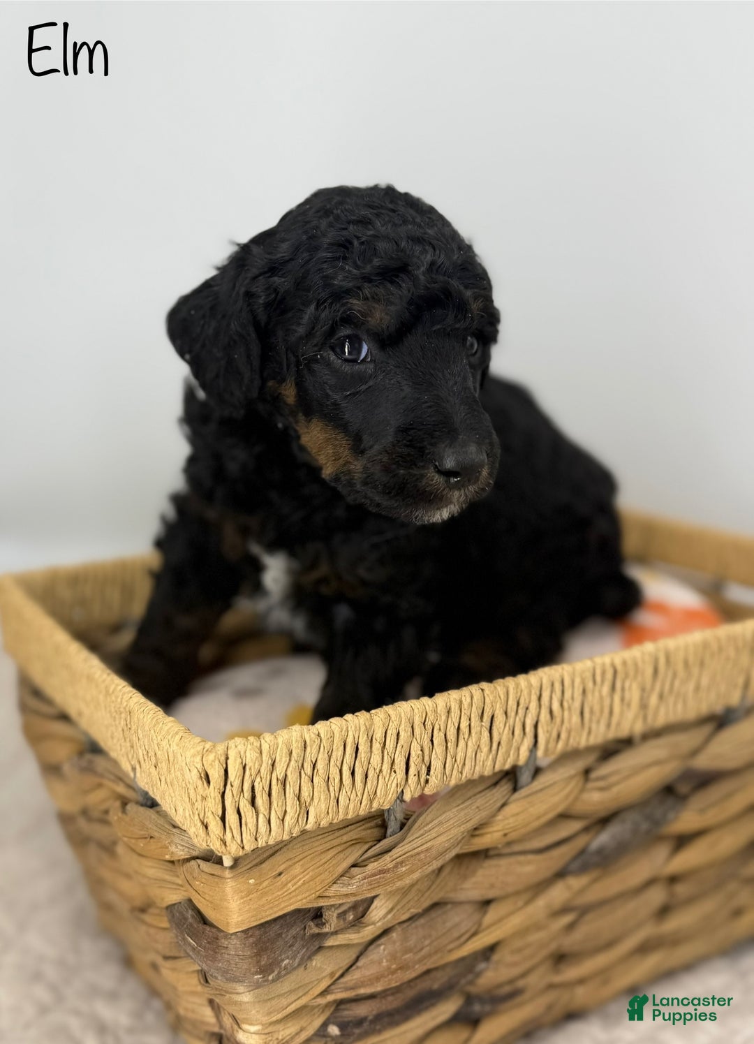 Standard Poodle dogs for sale: Elm - Ad 1