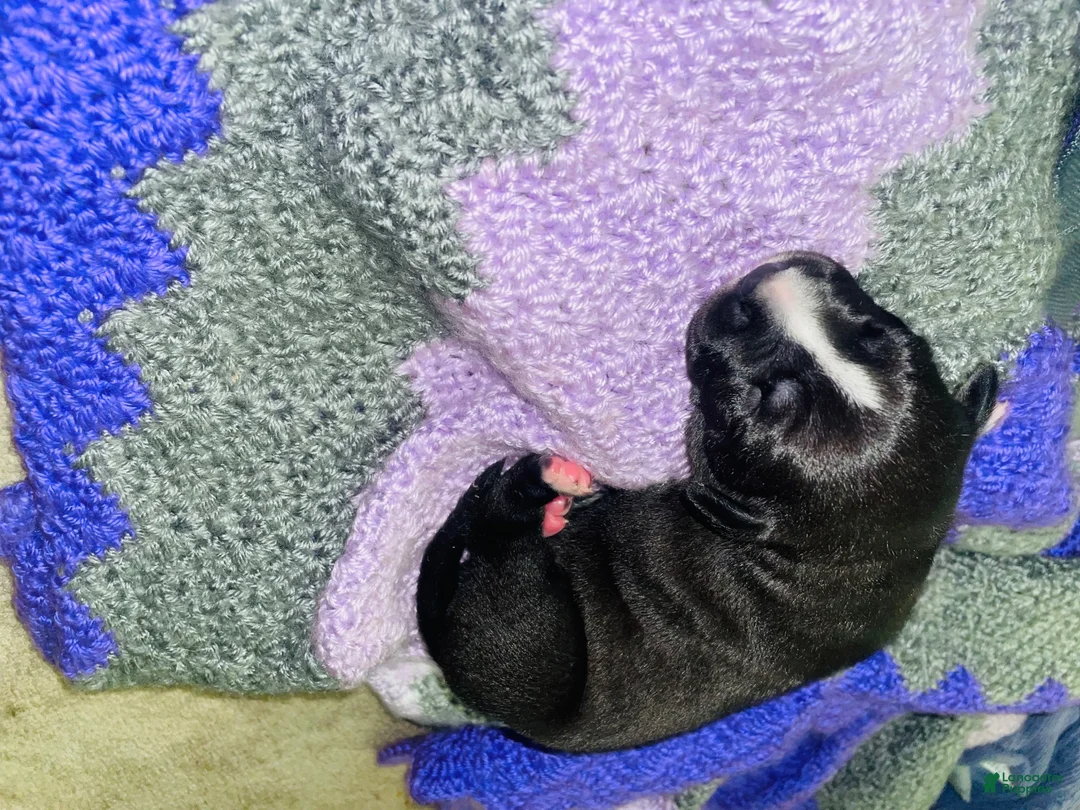 American Pit Bull Terrier dogs for sale: American Pit Bull Terrier 2 - Ad 2
