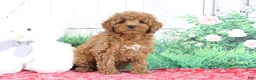 Mini Goldendoodle dogs for sale: Tucker - Ad 3