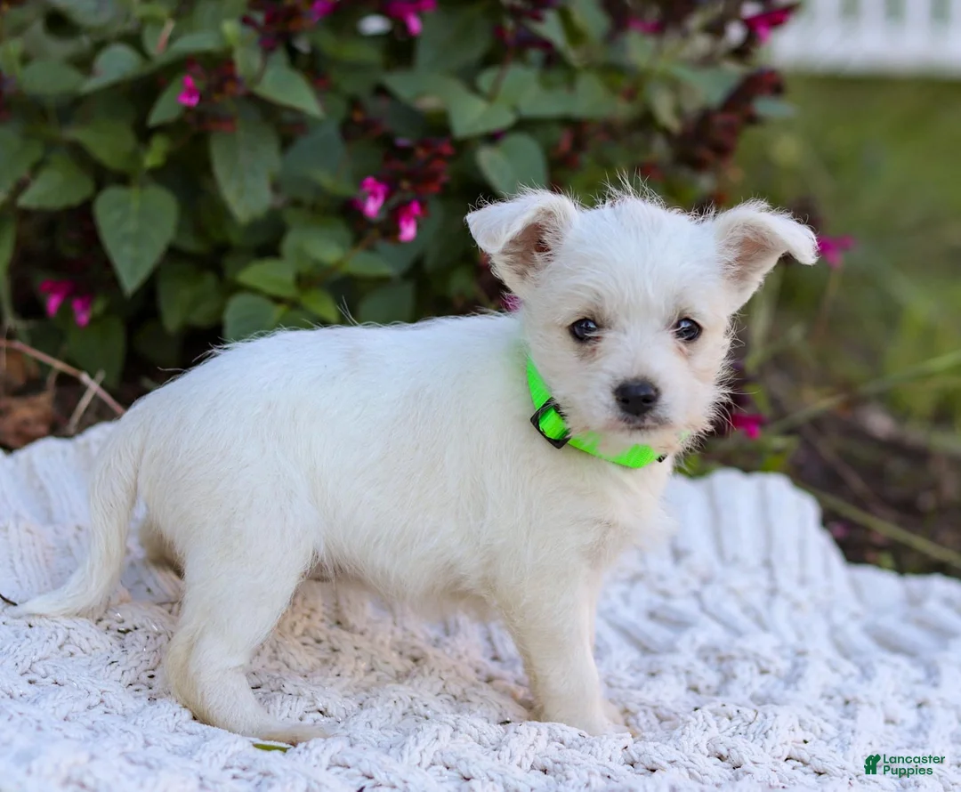Mixed Breed dogs for sale: Cutie - Ad 2