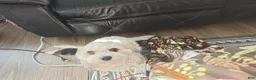 Mixed Breed dogs for sale: TBD - Ad 5