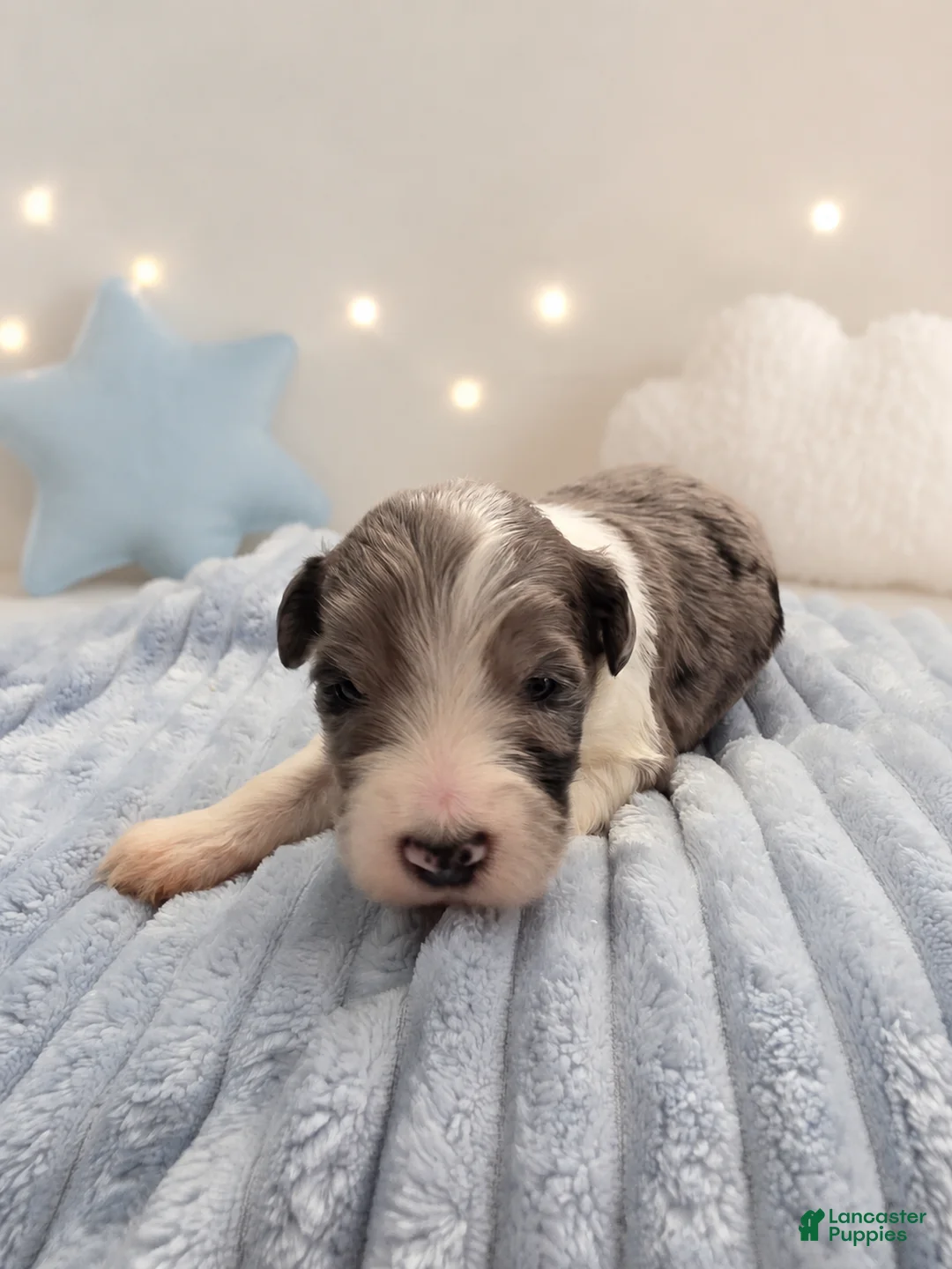 Sheepadoodle dogs for sale: Sheepadoodle 9 - Ad 1