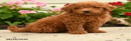 Miniature Poodle dogs for sale: Rascal - Ad 3