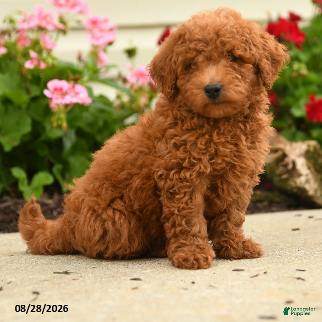 Miniature Poodle dogs for sale: Rascal - Ad 3