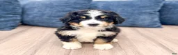 Mini Bernedoodle dogs for sale: Jimmy - Ad 2