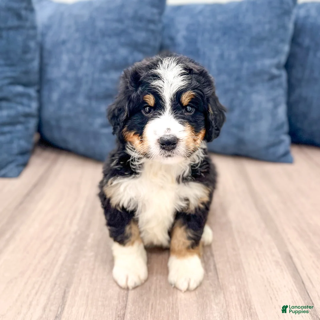 Mini Bernedoodle dogs for sale: Jimmy - Ad 2