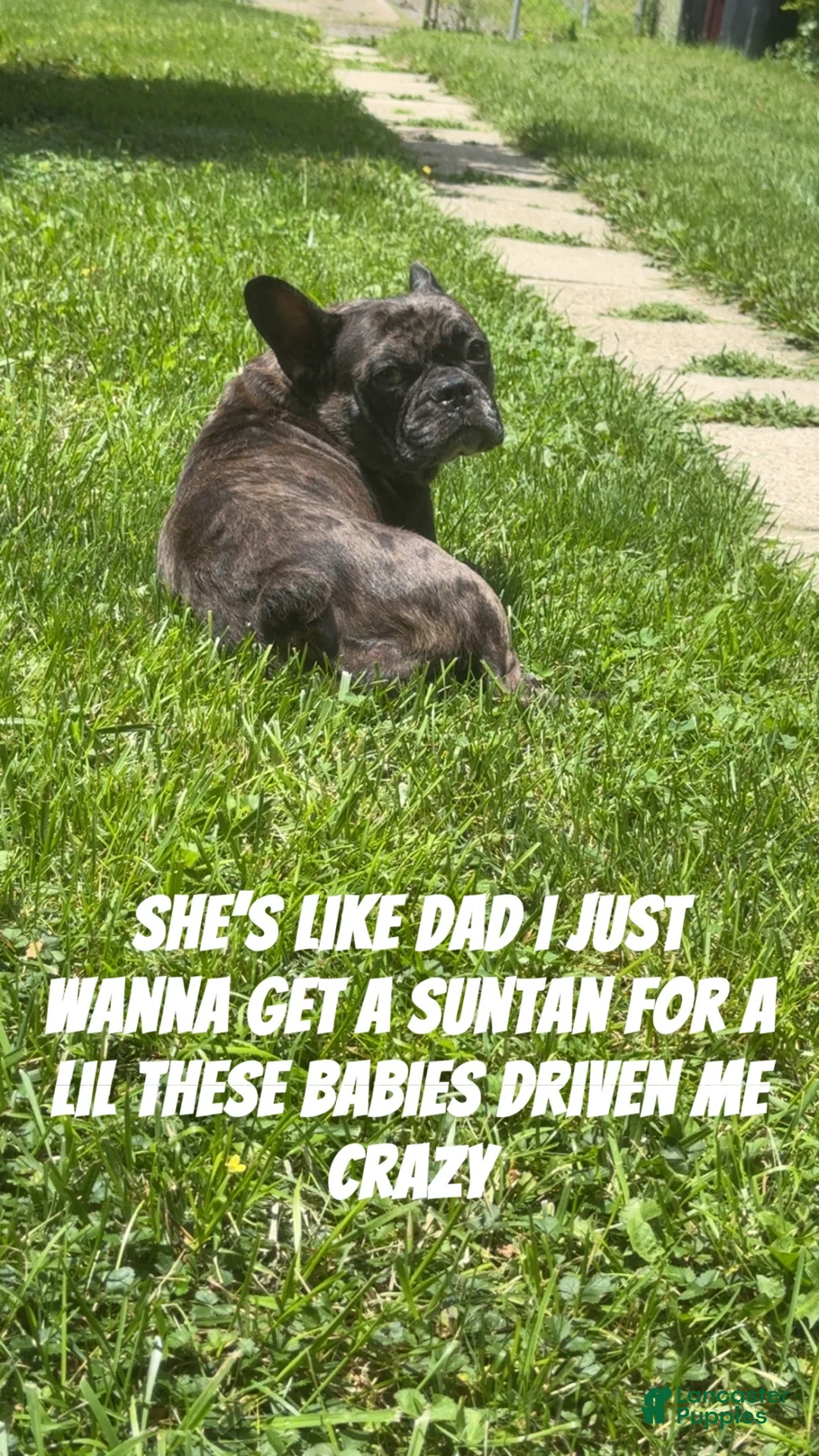 French Bulldog dogs for sale: French Bulldog 5 - Ad 2