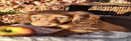 Miniature Dachshund dogs for sale: Dolly - Ad 15