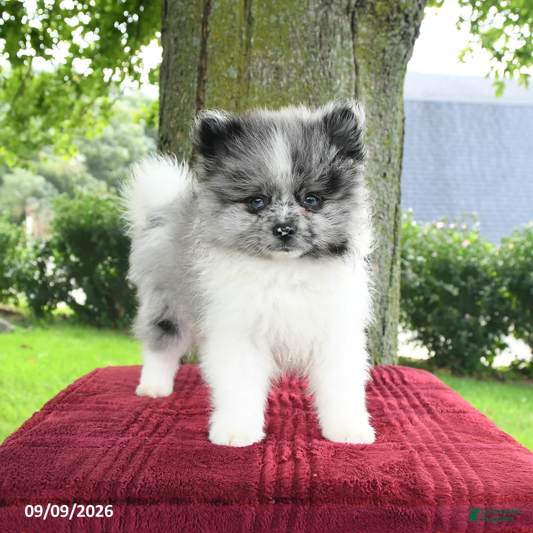 Pomeranian dogs for sale: Samson - Ad 1