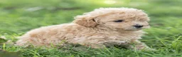 Maltipoo dogs for sale: Winston Maltipoo  - Ad 9