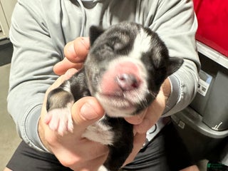 Siberian Husky dogs Jet - Ad 13