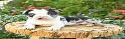 Boston Terrier dogs for sale: Archie - Ad 5