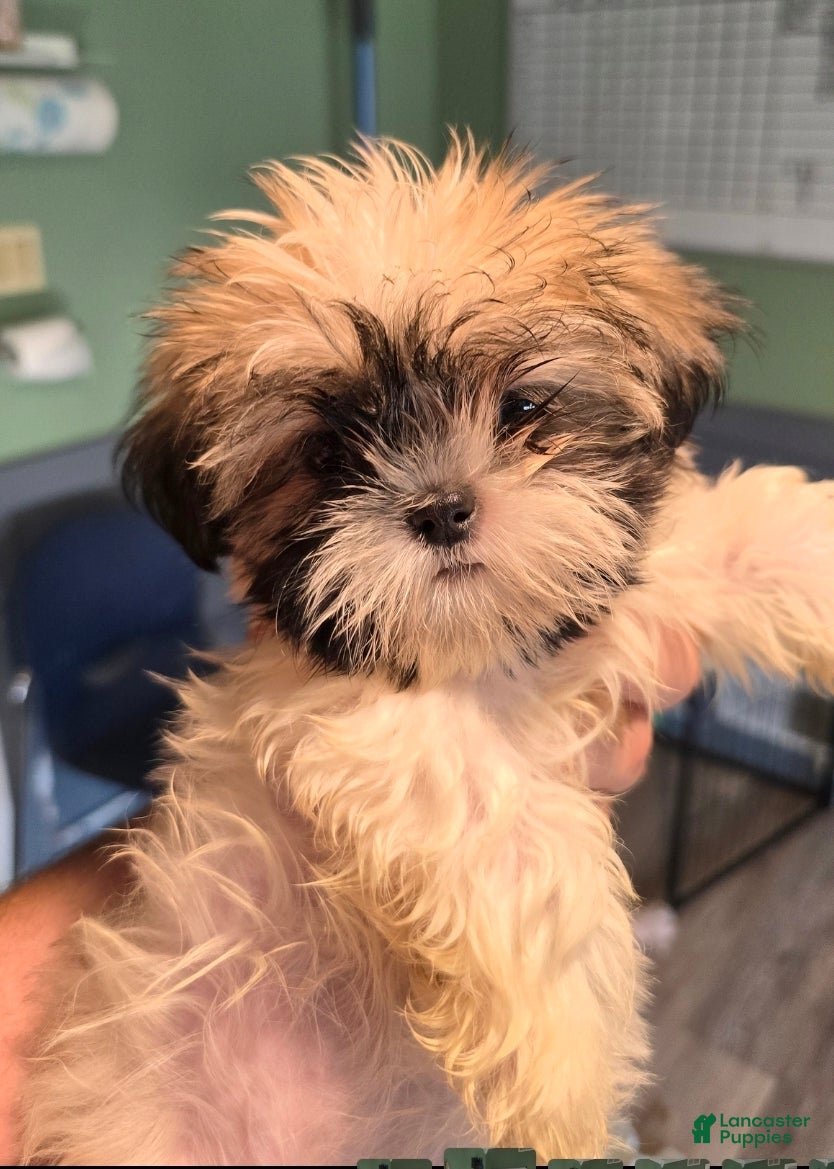 Shih Tzu dogs Pearl  - Ad 5